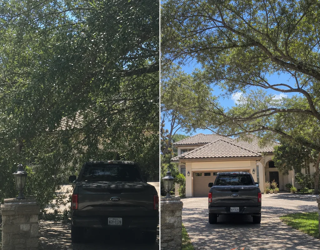 Before and after tree canopy lifting over a driveway with natural canopy shape preserved