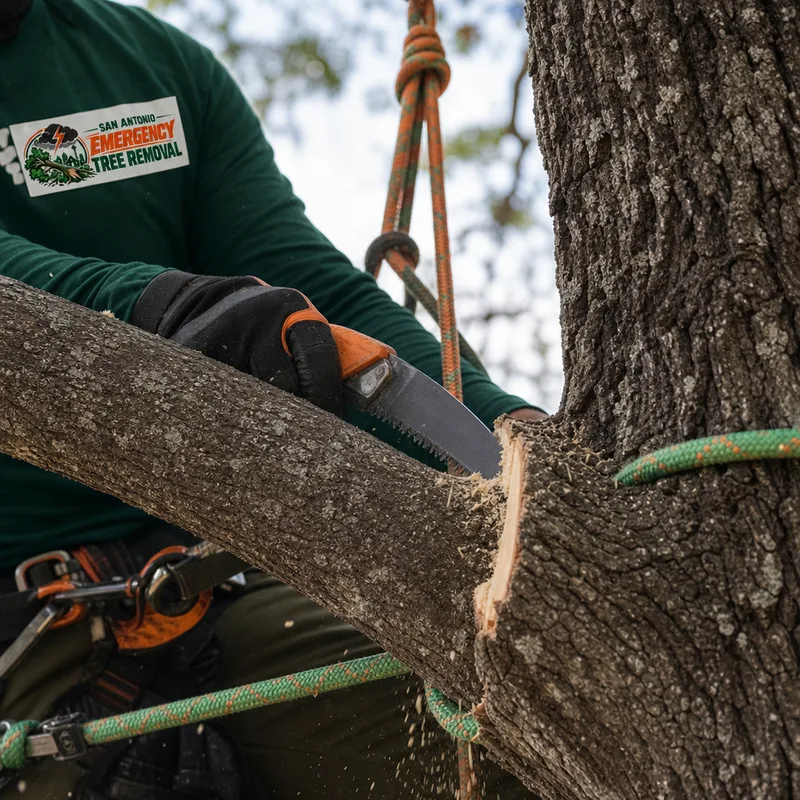 Arborist making a proper pruning cut outside the branch collar with rope rigging visible