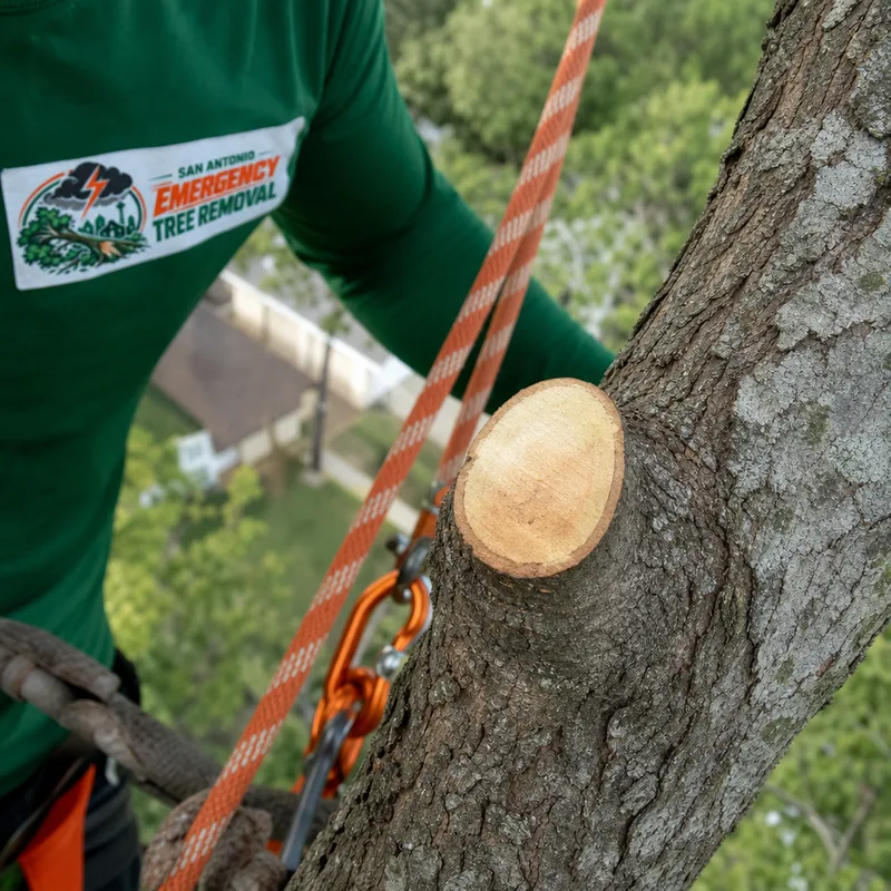 Correct pruning cut just outside the branch collar with rope rigging visible for controlled lowering